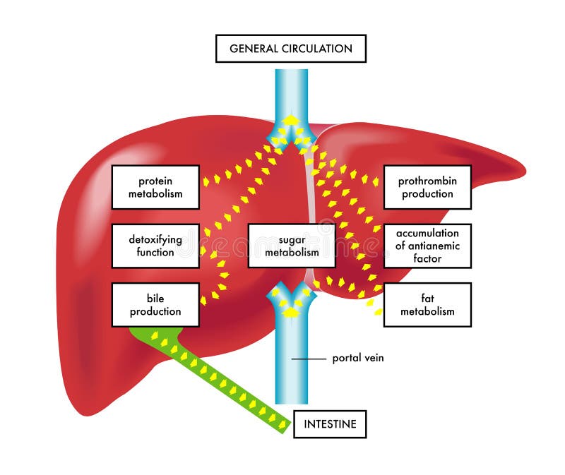 Main functions of liver
