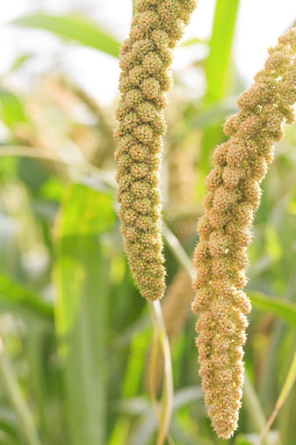 Millet Planted in the Fields Stock Image Image of harvest