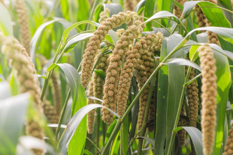 Millet Planted in the Fields Stock Photo Image of agriculture, main