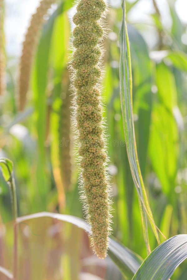Millet Planted in the Fields Stock Image Image of harvest