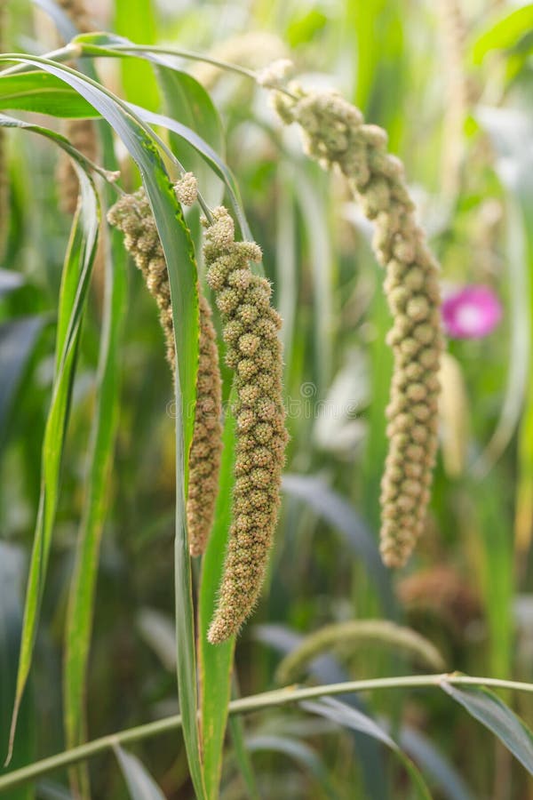 Millet Planted in the Fields Stock Image Image of harvest