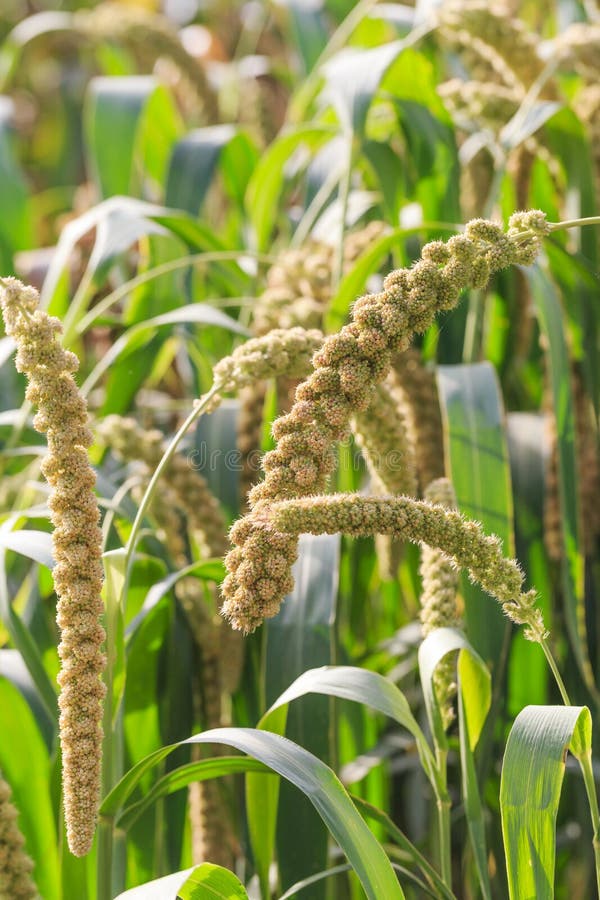 Millet Planted in the Fields Stock Image Image of harvest