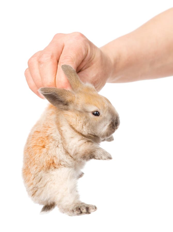 Main humaine tenant un lapin nouveau-né D'isolement sur le blanc image libre de droits Main humaine tenant un lapin nouveau-né D'isolement sur le blanc image libre de droits