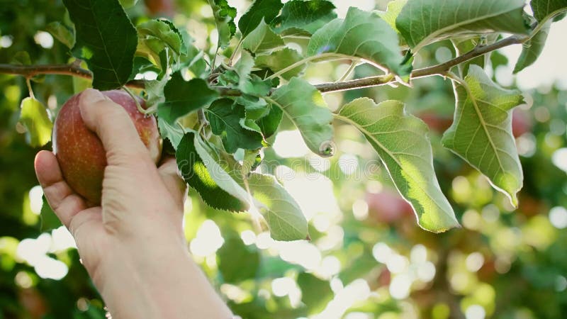 Main s manrsquo cueillir des pommes dans le verger de pommiers clips vidéos