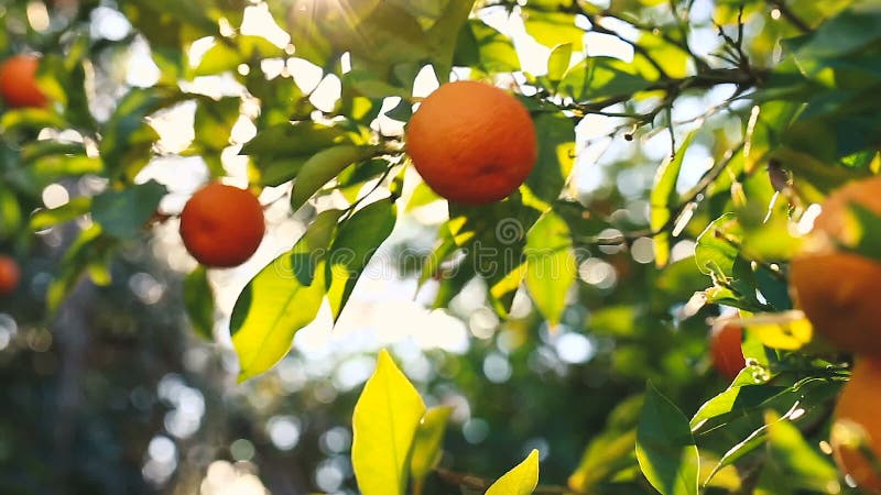 Main sélectionnant une orange d'un arbre