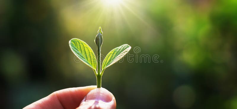 main tenant le jeune arbre pour planter avec le lever de soleil la terre d'économies de concept images stock main tenant le jeune arbre pour planter avec le lever de soleil la terre d'économies de concept images stock