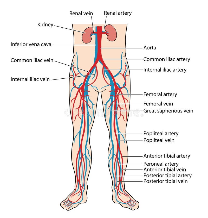 iliac artery and vein