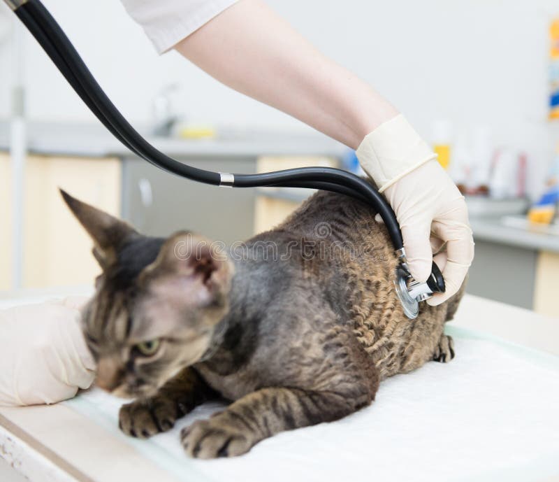 Main vétérinaire examinant un chat de rex du Devon avec le stéthoscope photos stock Main vétérinaire examinant un chat de rex du Devon avec le stéthoscope photos stock