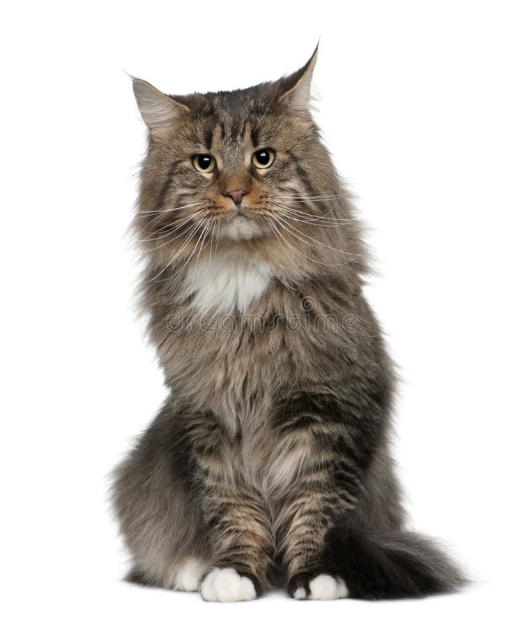 Maine Coon with paw up stock photo. Image of coon, vertical - 19573482
