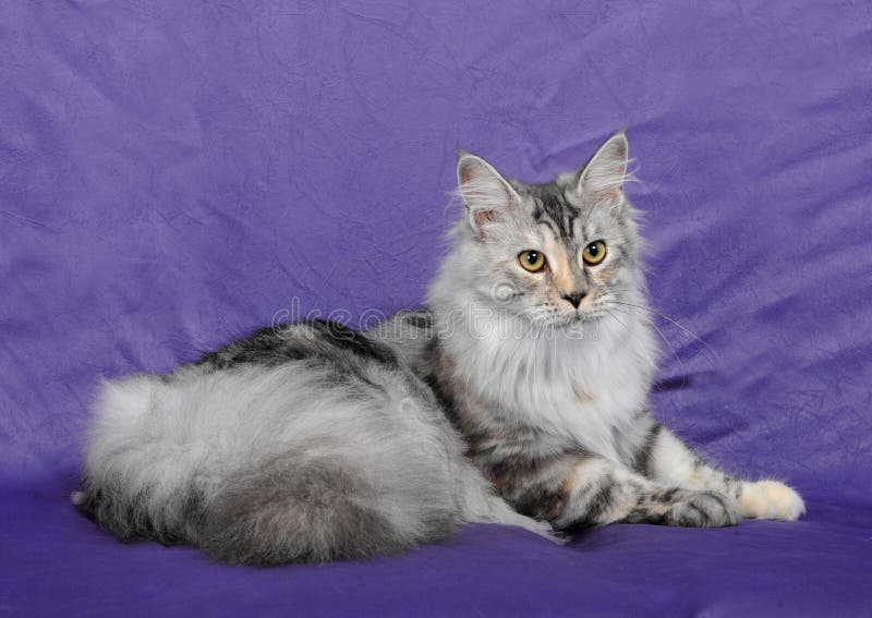 Maine Coon