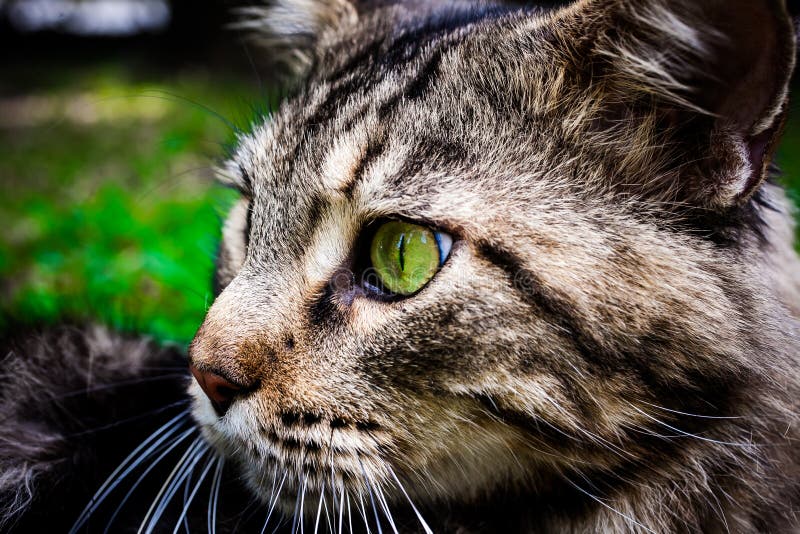 Maine Coon Black Tabby Cat with Green Eye Lying on Stock Photo Image of closeup, black 48890806