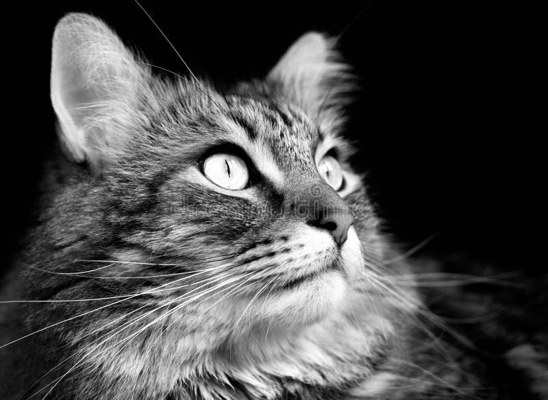 Maine coon cat eating stock photo. Image of coon, feline - 9834872