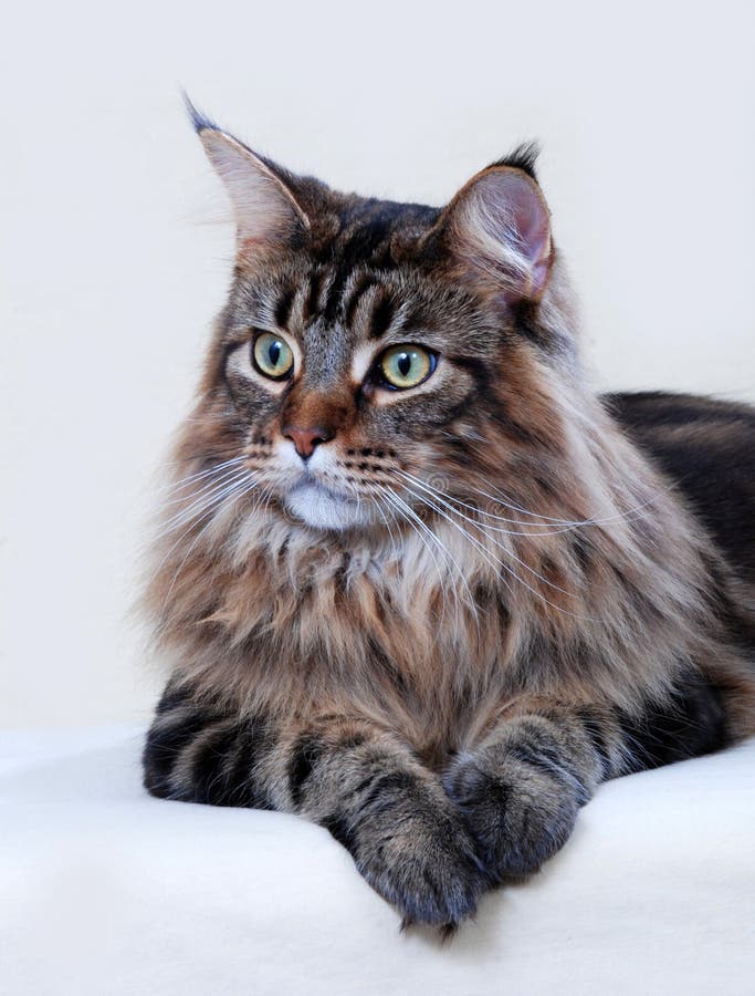 Maine Coon cat stock image. Image of purebred, headshot 24051715