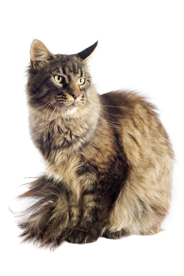 Maine coon cat stock photo. Image of purebred, angora 26251714