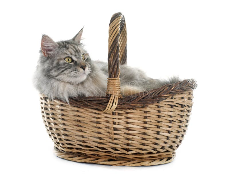 436 Maine Coon Cat Basket Stock Photos Free & RoyaltyFree Stock