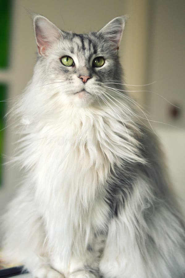 Maine coon cat stock photo. Image of stately, animals 48170772