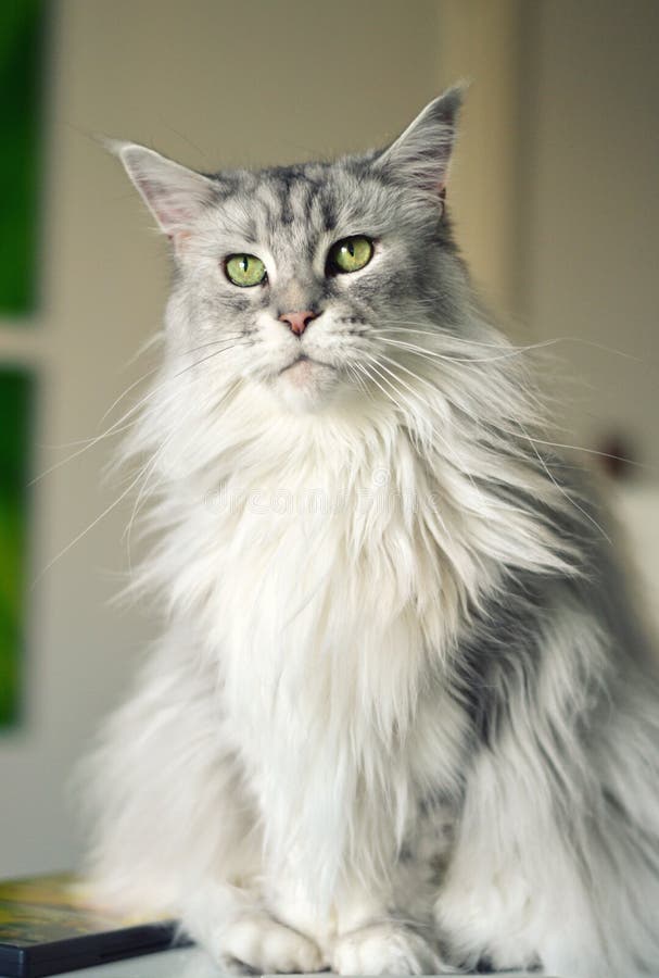 Maine coon cat stock photo. Image of stately, animals 48170772