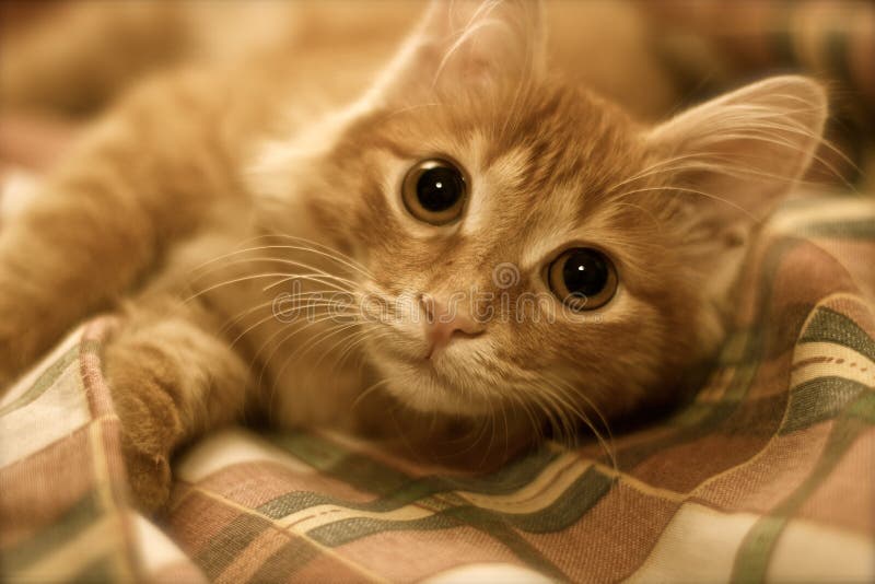 Maine Coon cat on the bed stock photo. Image of coon 42883644