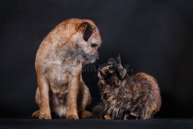 Maine coon cat and border collie dog socializing together and having a talk