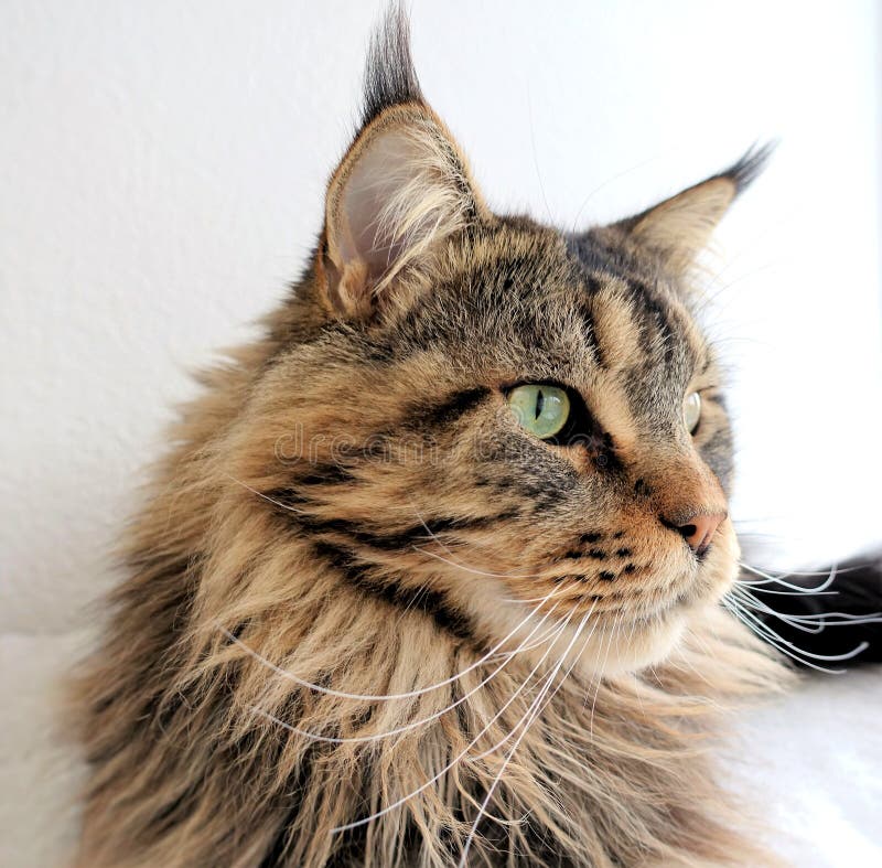 Maine Coon Cat Brown Tabby  Stock Image Image of shaggy  