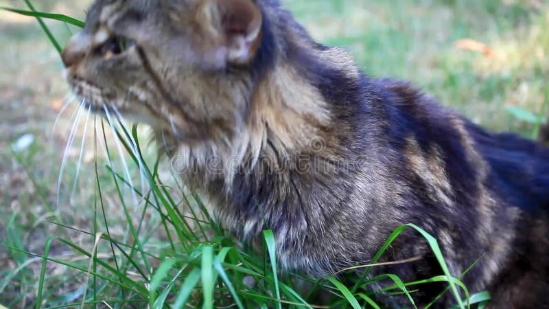 Maine Coon On Grass In Garden Stock Footage - Video of adult, ears