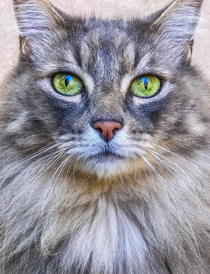 Maine coon cat face