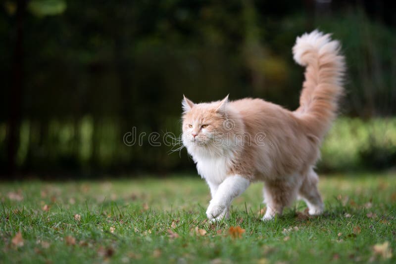 Maine coon cat with fluffy tail up walking on grass