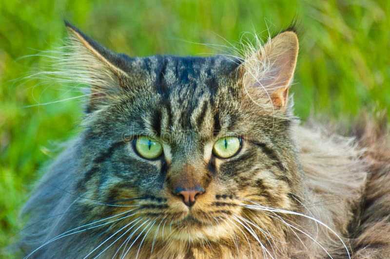 Maine Coon stock image. Image of look, coon, mammal, feline - 47582467