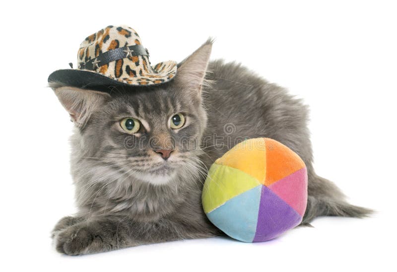 Maine coon cat and hat stock image. Image of studio 109218799