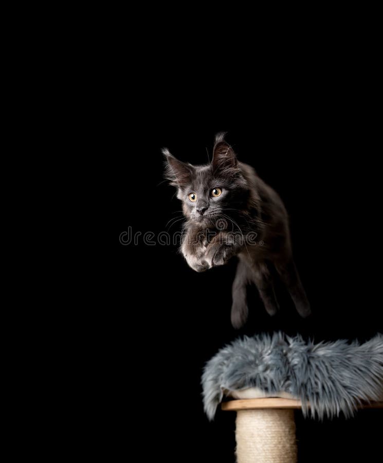 Maine Coon Cat Jumping Off Scratching Post Stock Image Image of