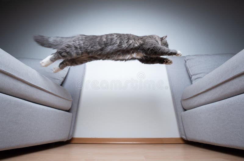 Maine coon cat jumping over couch