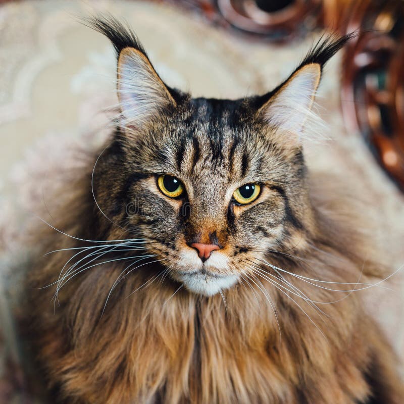 Maine Coon cat stock image. Image of mammal, look, eyes - 124290985