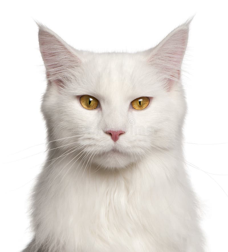 Portrait of Maine Coon cat stock image. Image of studio - 24709523