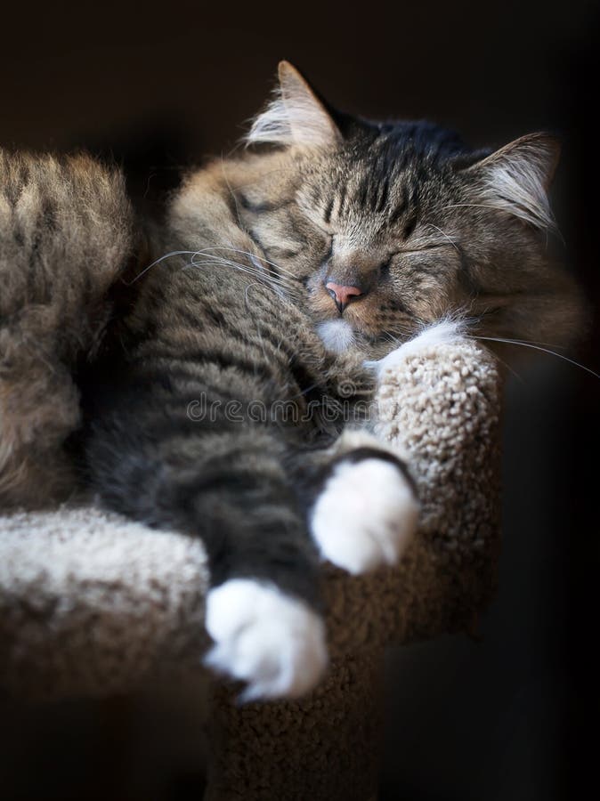 Brown Tabby Fur Texture – Free High Resolution Photo – Photos Public Domain