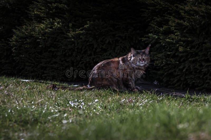 Maine Coon cat. Night portrait of a cat on the grass in the night garden. Moonlight, semi-darkness, dark background