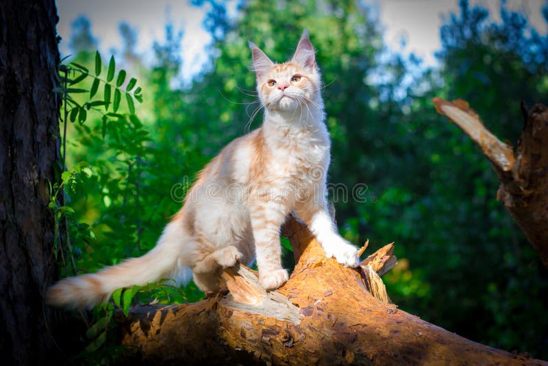 Maine Coon Cat Outside with a Curious Look on His Stock Image Image