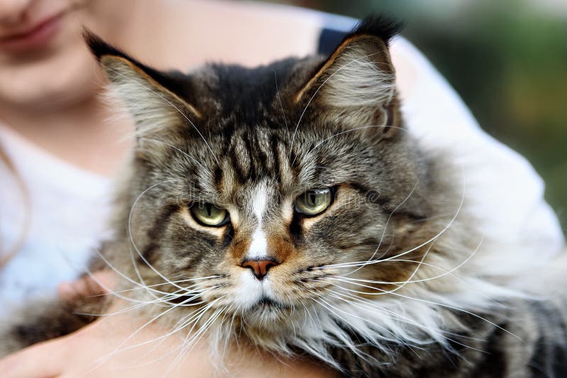 Maine Coon Pet Cat Outside On Grass Stock Photo Image of nature, dirt