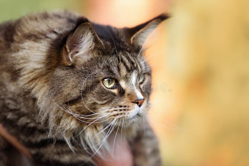 405 Maine Cat Wild Look Stock Photos Free & RoyaltyFree Stock Photos from Dreamstime