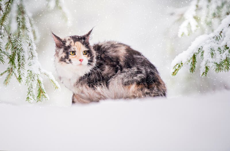 399 Maine Coon Cat Snow Stock Photos - Free & Royalty-Free Stock Photos
