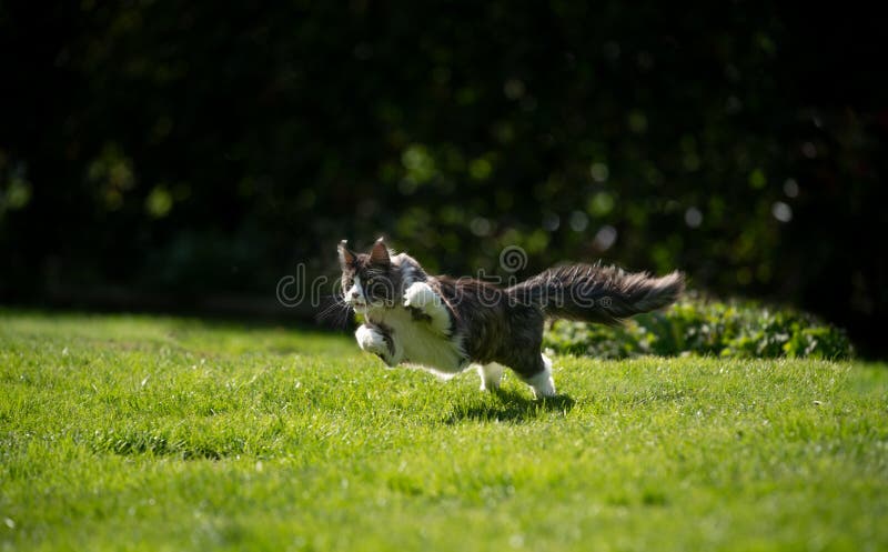 maine coon cat running on grass outdoors hunting