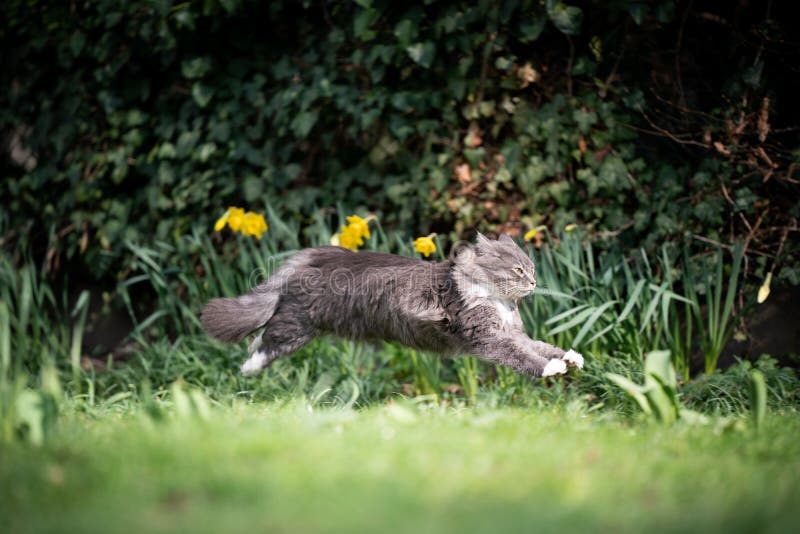 Maine Coon Cat Running Outdoors in Garden Stock Photo Image of