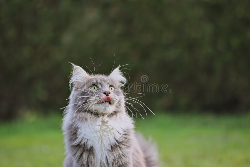 Maine coon cat schaut nach draußen. Bezaubernde Maiskolben Katze sieht oben im Garten. junges blau tabby kitchen mit zunge draußen.