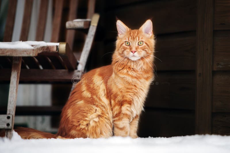Maine Coon Cat Sitting Outdoors Stock Image Image of nature, portrait