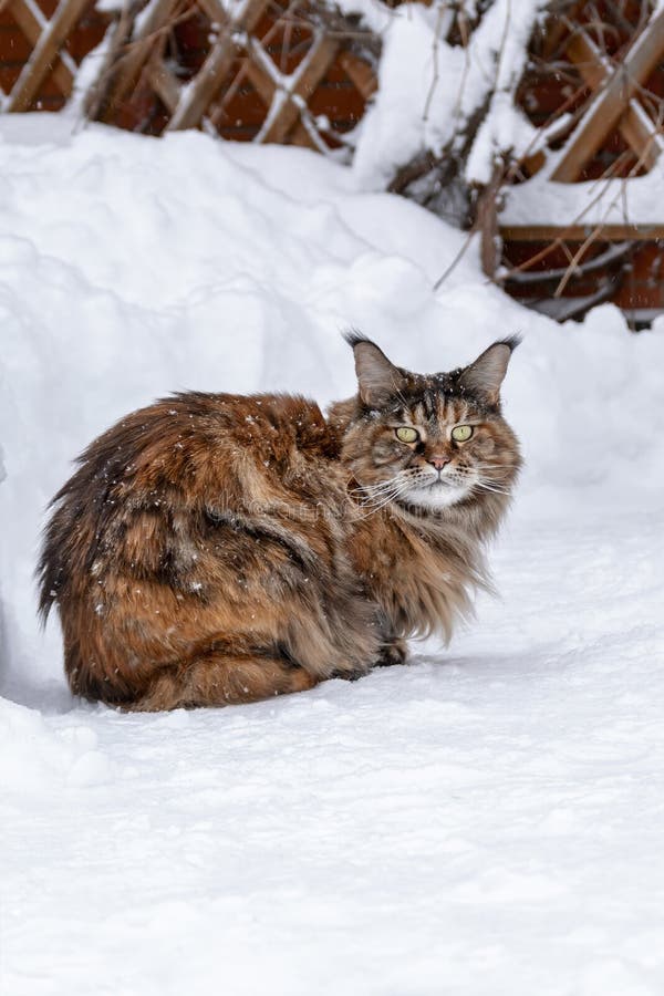 Maine Coon Cat Sitting on Snow Covered Path Stock Photo Image of park