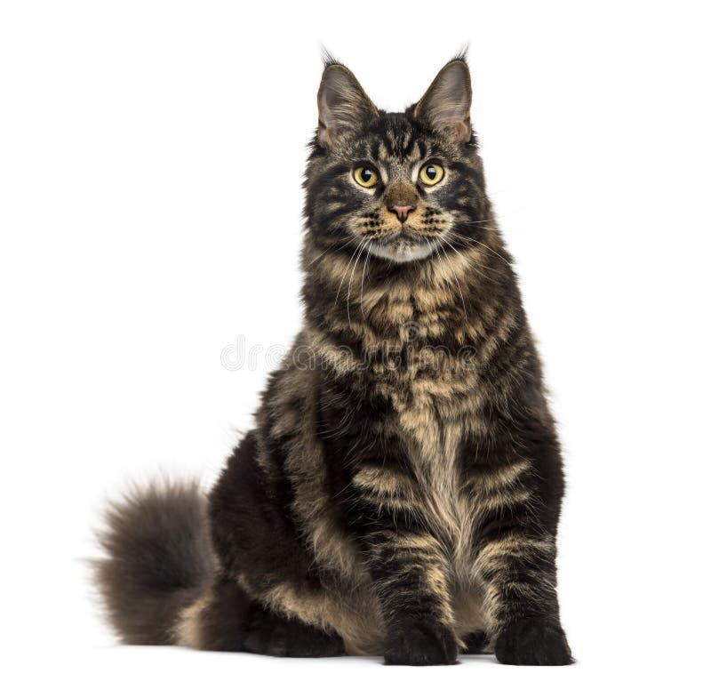 Maine Coon Cat Sitting and Staring Isolated on White Stock Image ...