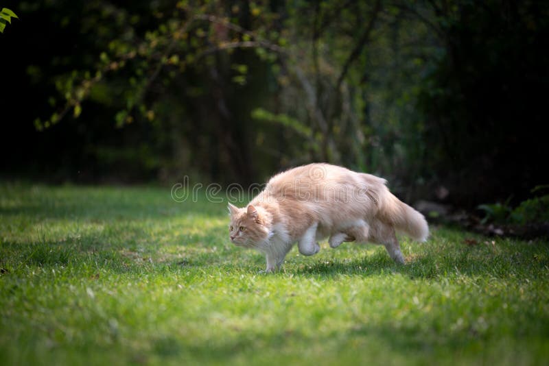 maine coon cat walking on green grass lowered hunting outdoors