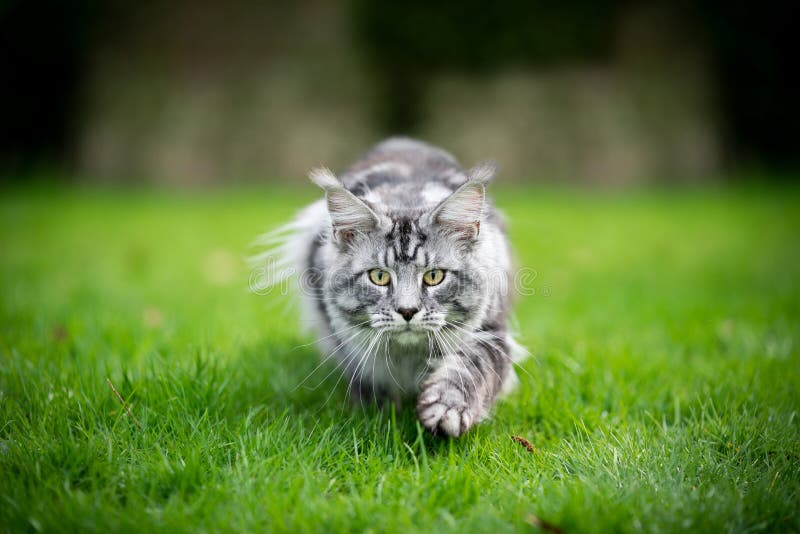792 Walking Maine Coon Cat Stock Photos Free & RoyaltyFree Stock