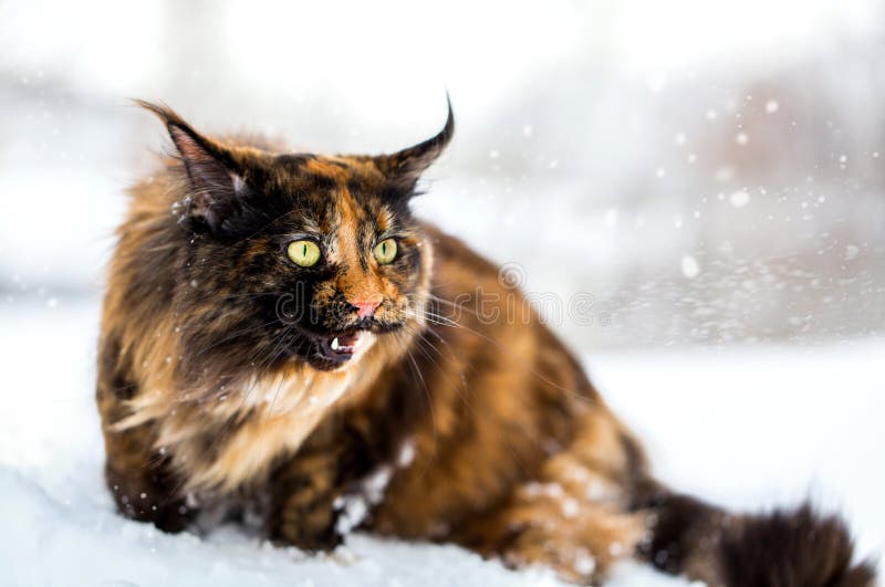 Maine Coon cat walking stock image. Image of russia, coon 88745705