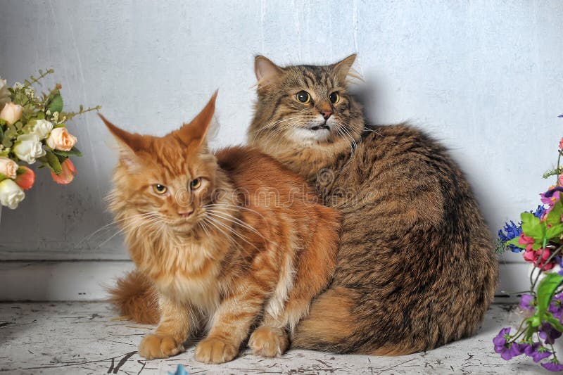 Handboek Bel terug Productiecentrum Maine Coon En Siberische Katten Stock Afbeelding - Image of roofdier,  fauna: 33501517