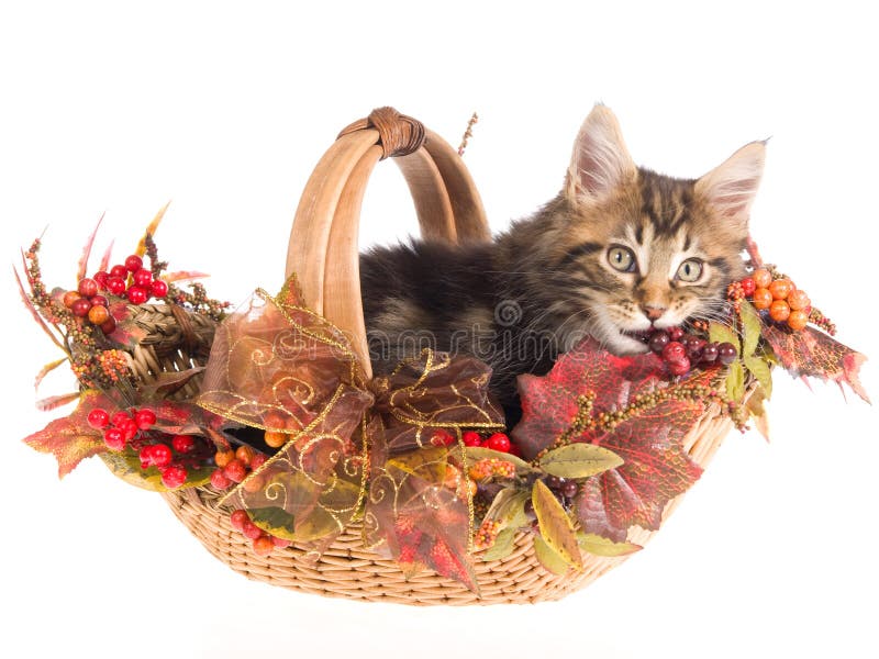 Maine Coon in Fall Autumn basket